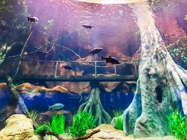 Peixes no aquário